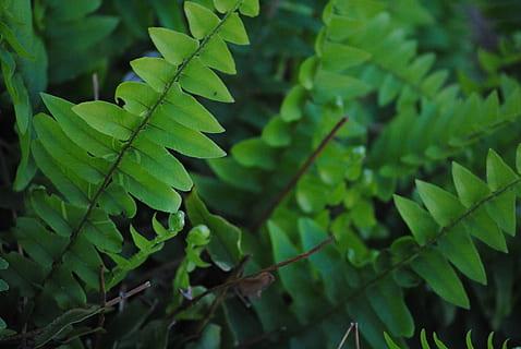 Green leaves with buds black midrib and brown  stems