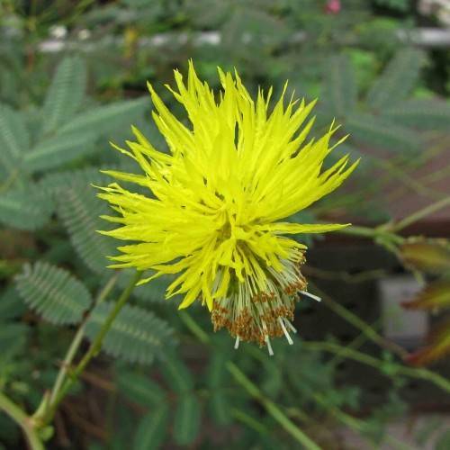 bright-yellow, pom-pom-like flower with long, white-brown stamens, and green stem