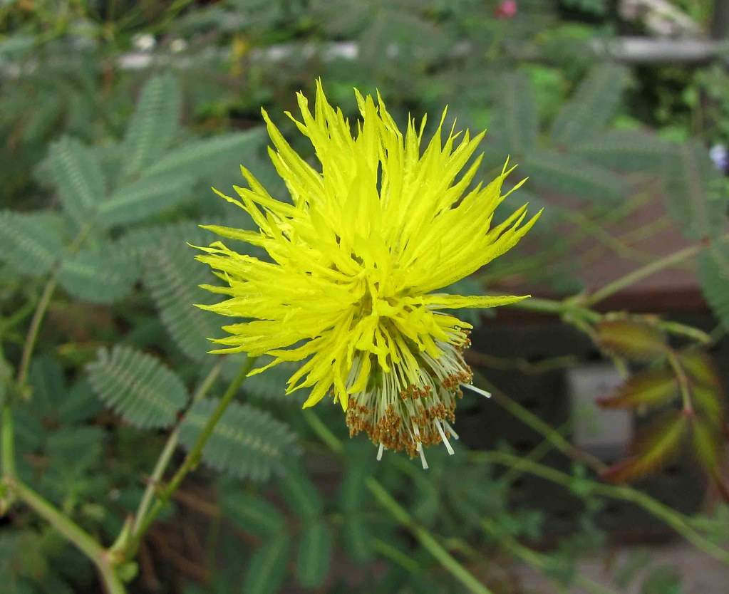 bright-yellow, pom-pom-like flower with long, white-brown stamens, and green stem