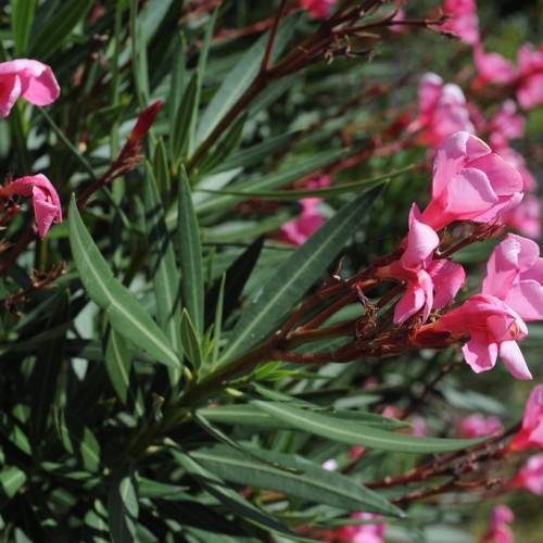 cluster of pink, funnel-shaped flowers with deep-red sepals, green stems, and lanceolate, dark-green, smooth leaves