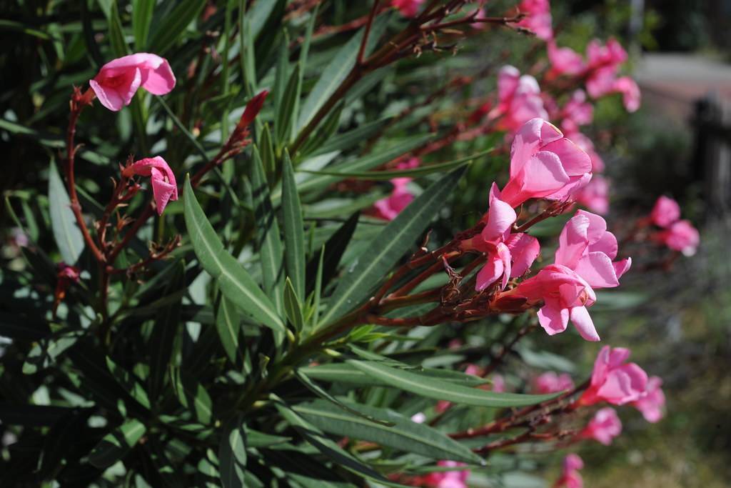 cluster of pink, funnel-shaped flowers with deep-red sepals, green stems, and lanceolate, dark-green, smooth leaves