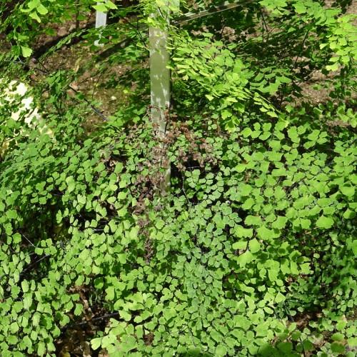 Tiny green leaves that are growing over brown stems.