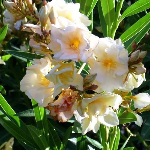 white flowers with yellow center, off-white buds, lime-green leaves and stems