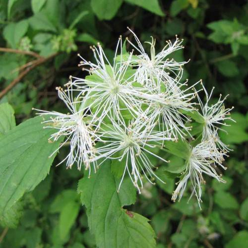 cluster of white, fibrous flowers with green, toothed leaves