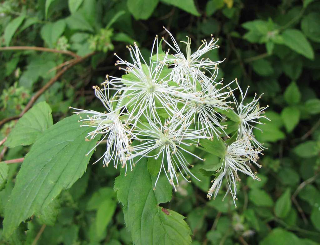 cluster of white, fibrous flowers with green, toothed leaves 