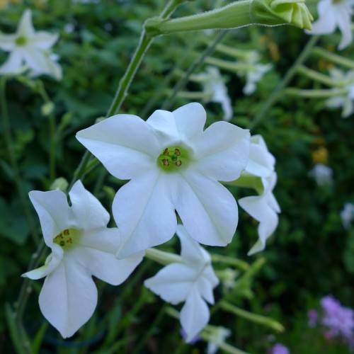 white, star-shaped flowers with hairy, green stems, and green-brown stamens