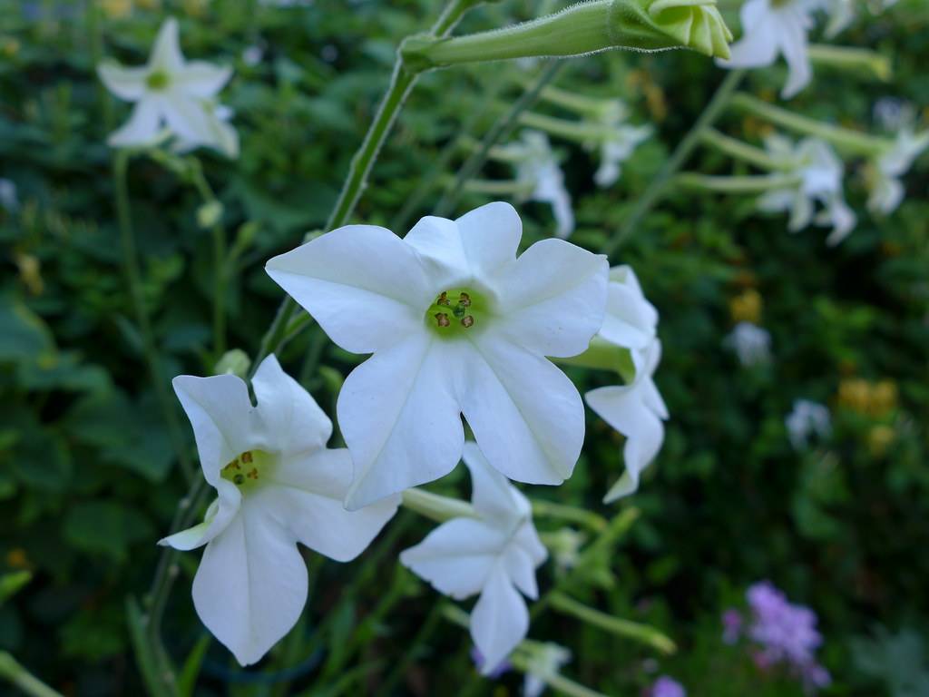 white, star-shaped flowers with hairy, green stems, and green-brown stamens