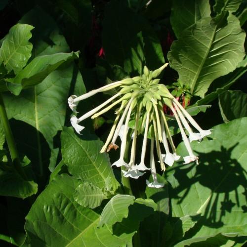 White flowers with lime petiole and buds, green leaves and yellow midrib.