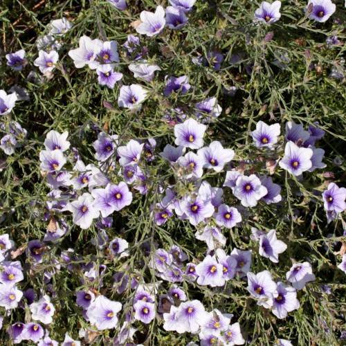 Light-purple flower with dark-purple center, yellow stigma and style on green stem and leaves