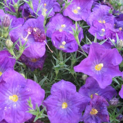 purple-pink flowers with yellow center, purple-white buds, green leaves and stems
