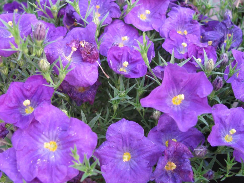 purple-pink flowers with yellow center, purple-white buds, green leaves and stems