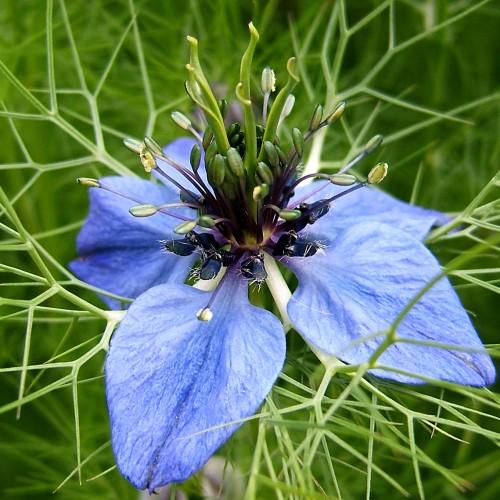 Violet flower with lime-green stigma and style, yellow-green anthers, purple-white filaments and lime stems