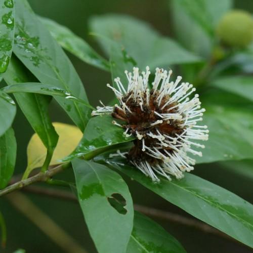 Elegant green stems giving growth to dark green leaves white-red flower.
