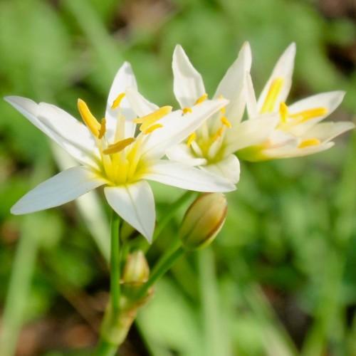 White flowers with yellow center, off-white stigma, lime ovary  and stems, with yellow-brown buds