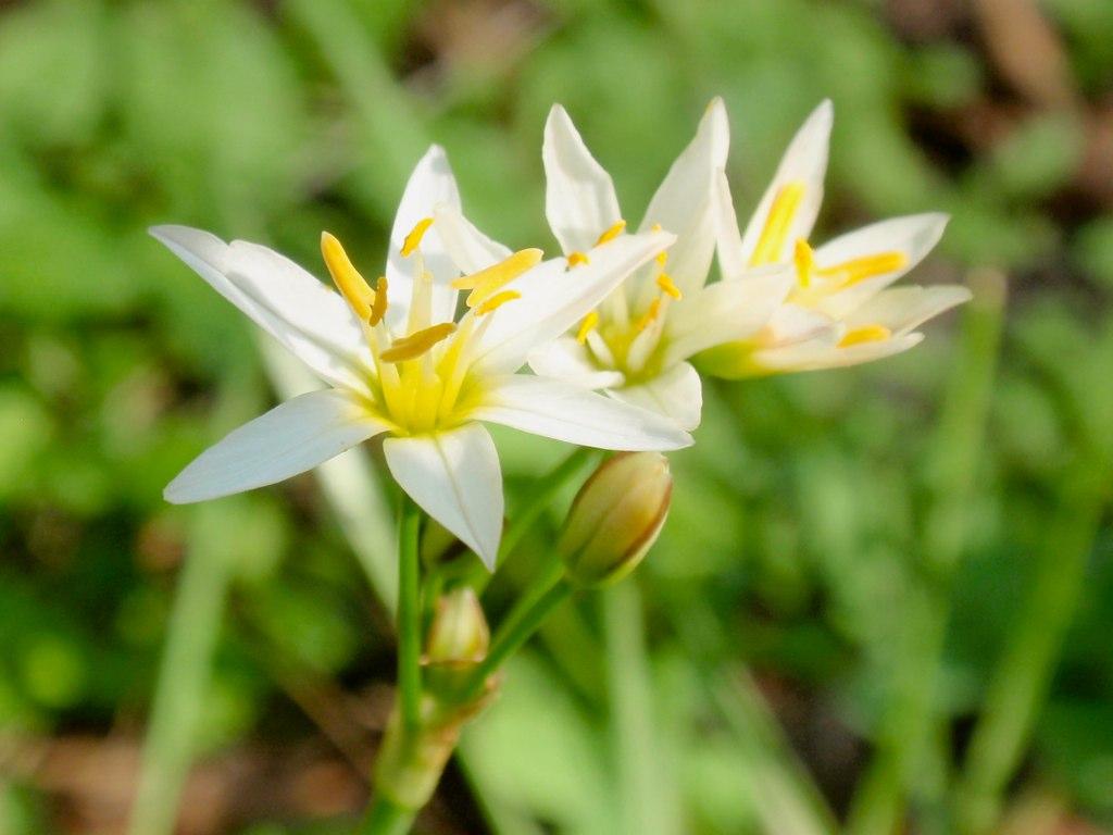 White flowers with yellow center, off-white stigma, lime ovary  and stems, with yellow-brown buds