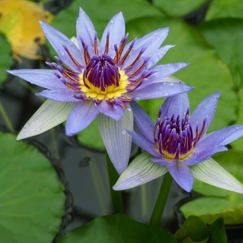 baby-blue, dewy flowers with violet-yellow filaments and baby-blue anthers, green, slender stems, and round, green, large leaves