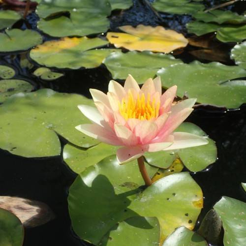 cream-pink flower with yellow stamens, olive-yellow leaves and brown stems