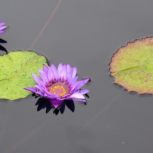 Lavender flower with purple center, orange anthers, green leaves with burgundy blades