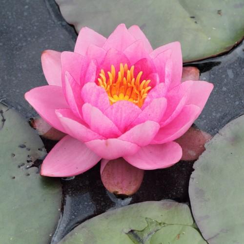 Pink flower with orange anthers and green leaves.