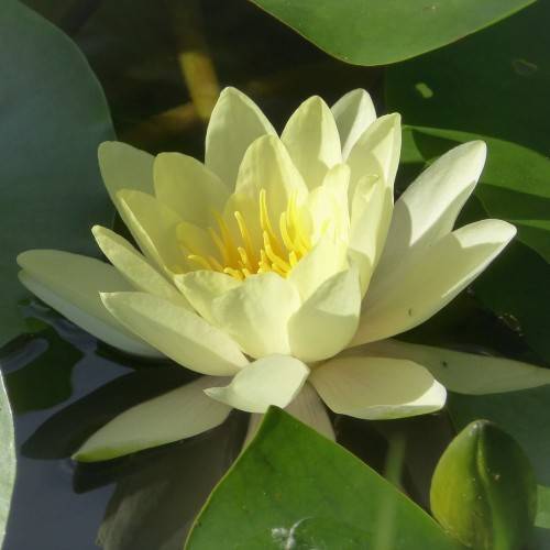 multi-layered, off-white flower with yellow stamens growing on the water surface