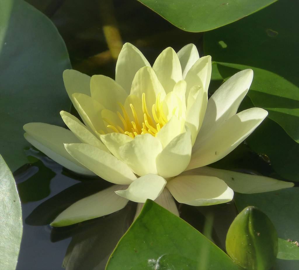  multi-layered, off-white flower with yellow stamens growing on the water surface