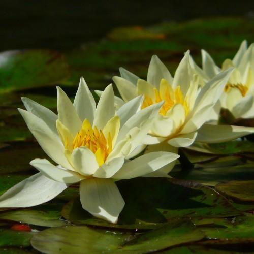 Off-white flowers with green leaves, yellow center and anthers.
