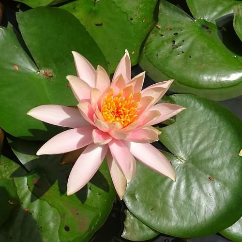 Magenta flower with orange anthers and green leaves.
