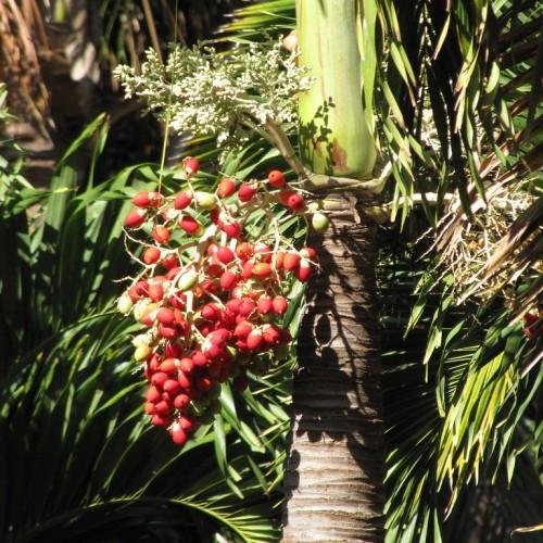 light-yellow flowers with red fruits, lime-green leaves, yellow stems, and a lime-brown trunk