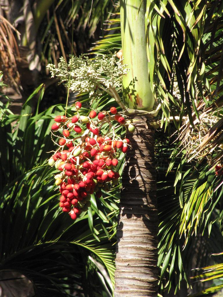 light-yellow flowers with red fruits, lime-green leaves, yellow stems, and a lime-brown trunk