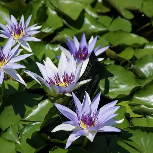 Violet flowers with anthers, yellow center, yellow-purple filaments and green leaves.
