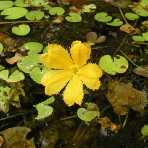 Yellow flower with hair and yellow anthers, green leaves and stems.