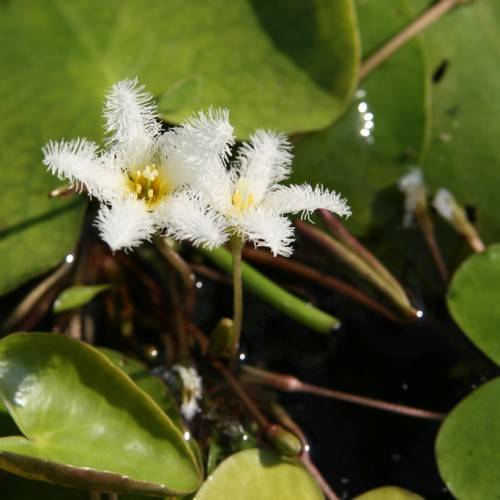 star-shaped, white, furry flowers with yellow stamens, pale-green stems, and pale-green, shiny leaves