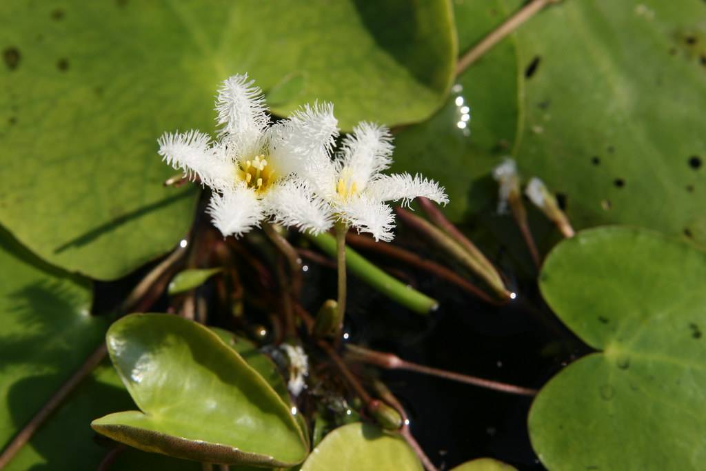 star-shaped, white, furry flowers with yellow stamens, pale-green stems, and pale-green, shiny leaves