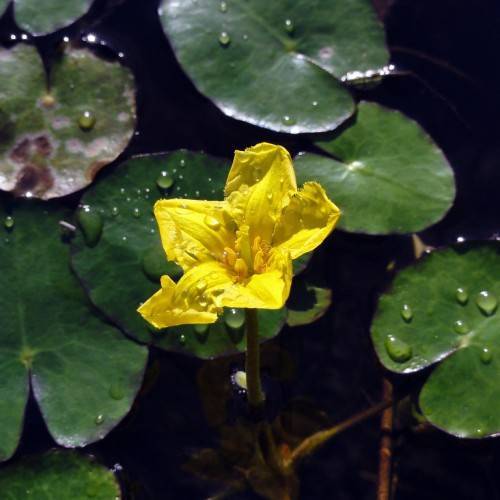 dewy, yellow flower with yellow stamens, pale-green, slender stems, and round, dark-green, shiny, large leaves