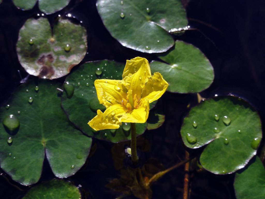 dewy, yellow flower with yellow stamens, pale-green, slender stems, and round, dark-green, shiny, large leaves