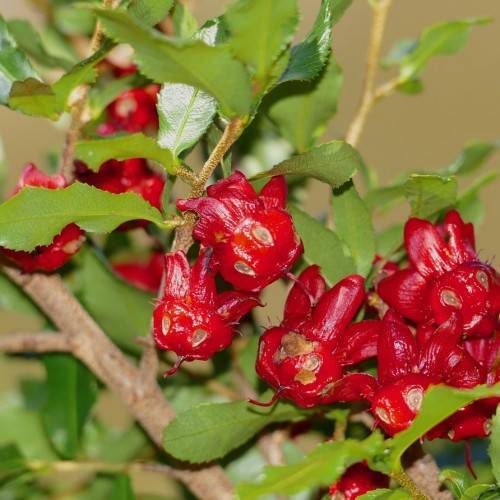 glossy, elongated, green leaves with toothed edges, shiny, red, small flowers with glossy, red, round centers, and brown, woody stems