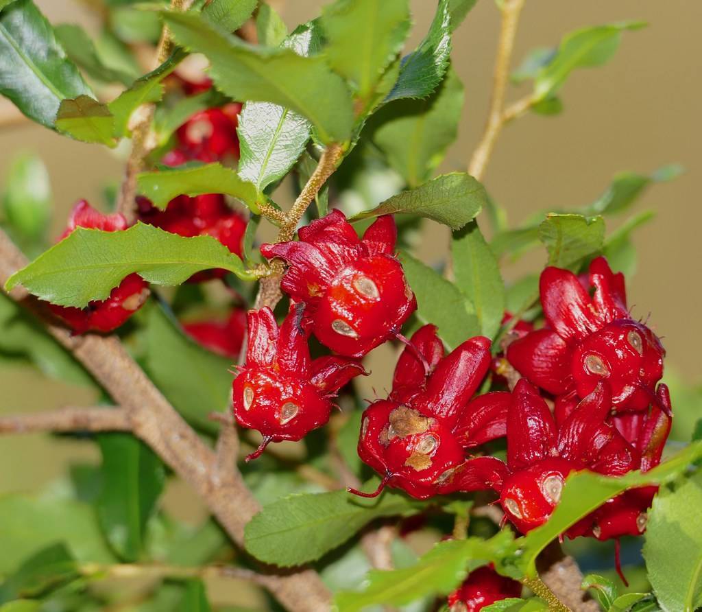 glossy, elongated, green leaves with toothed edges, shiny, red, small flowers with glossy, red, round centers, and brown, woody stems