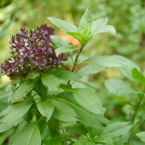 cluster of small, midnight-purple flowers with green stems, and leathery, green leaves