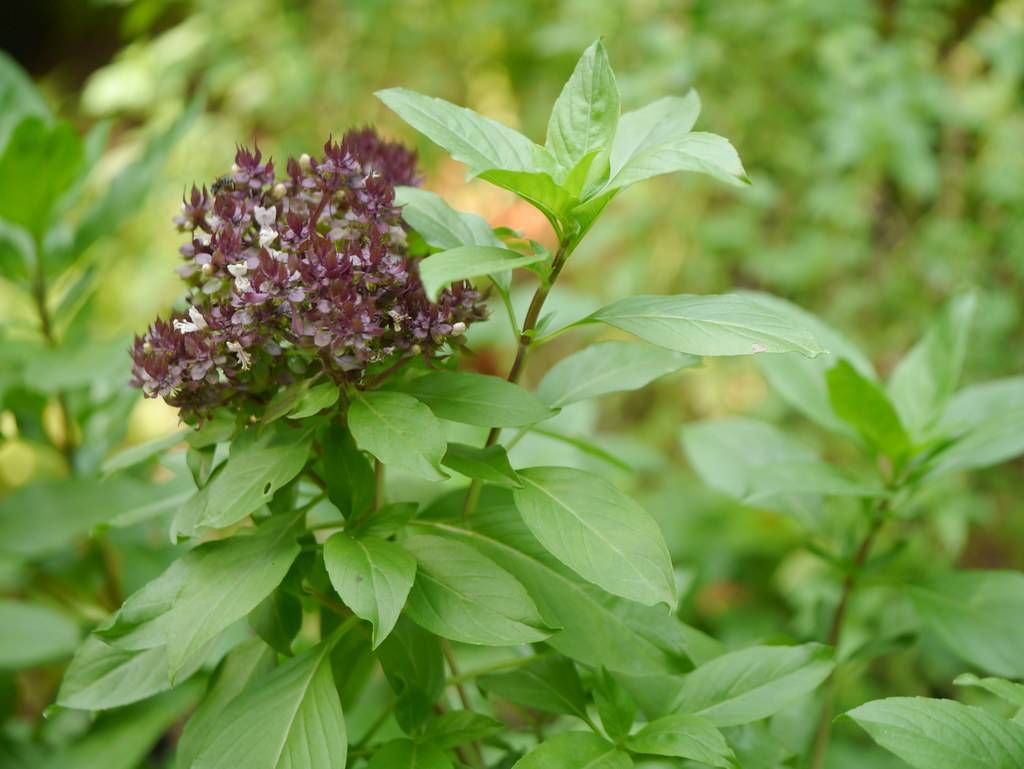 cluster of small, midnight-purple flowers with green stems, and leathery, green leaves