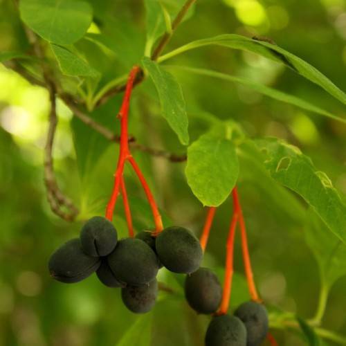 black, velvety, small, round berries with orange-red, shiny petioles, and green, smooth leaves