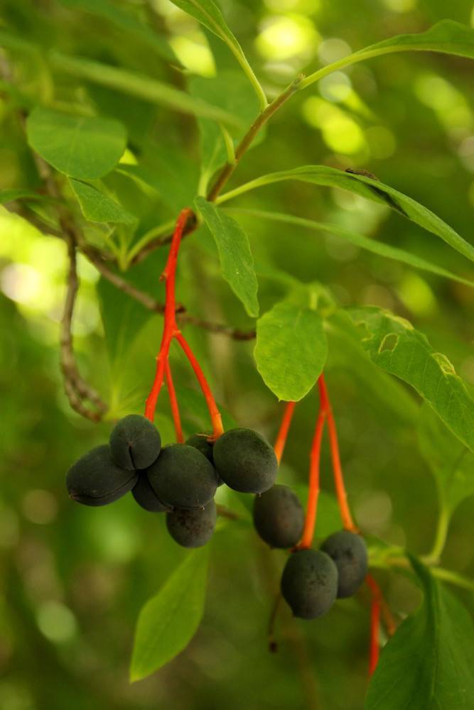 black, velvety, small, round berries with orange-red, shiny petioles, and green, smooth leaves