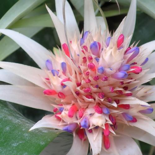 A light-pink flower full of pink-blue buds, growing over large green leaves.