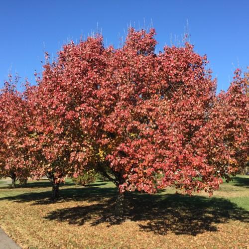 red-white leaves on dark-brown branches and trunks
