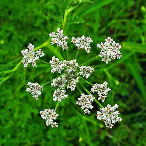 white flowers with pink anthers, lush-green leaves and lime stems