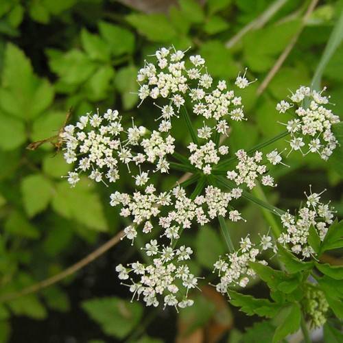 cluster of tiny, white flowers with dark-green stems, and toothed, green leaves