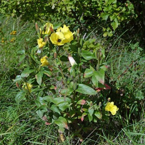 yellow flowers with reddish-green ovate leaves, and reddish-green buds