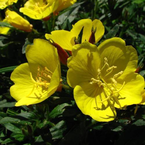 yellow flowers with yellow stamens, dark-green leaves and stems
