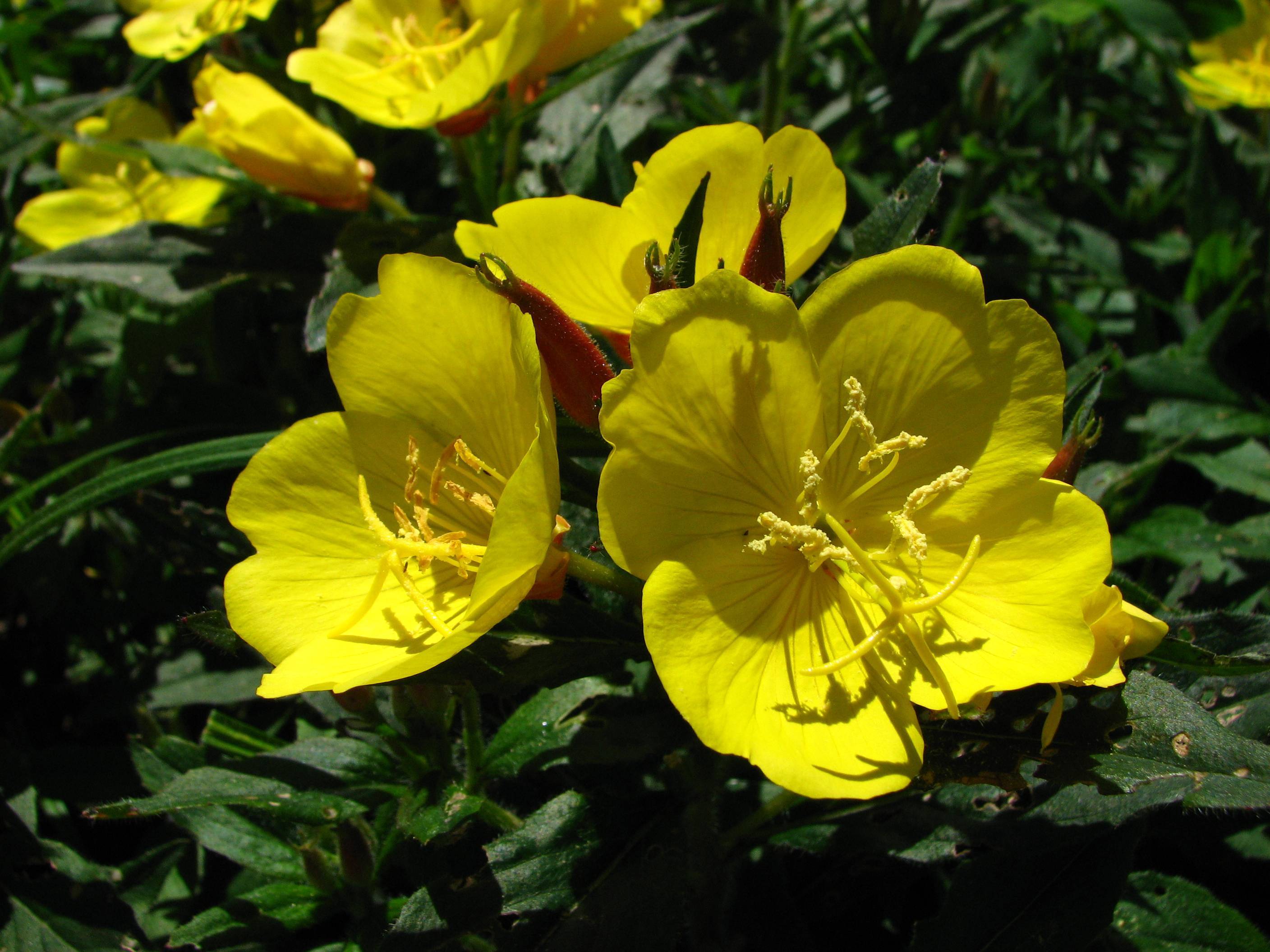 yellow flowers with yellow stamens, dark-green leaves and stems