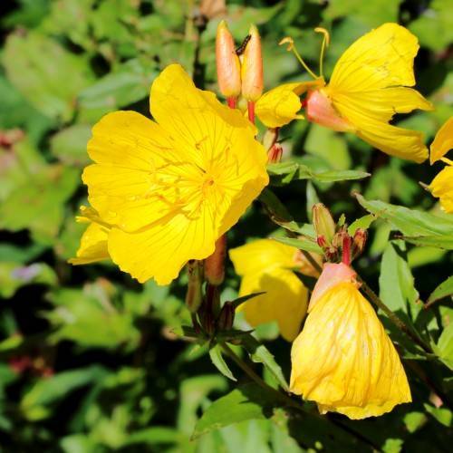 yellow flowers with yellow stamens, peach buds, lime leaves and red-green stems