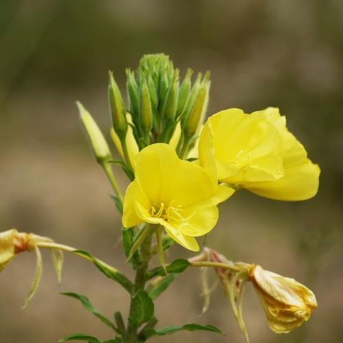 Yellow flowers with stamen, yellow stigma and style. white hair, yellow-green buds sepals, yellow-green
petiole, green leaves and stems, yellow midrib and veins.